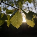 Buchenblätter im Gegenlicht