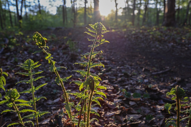 Farn im Gegenlicht