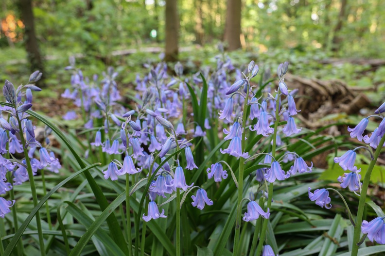 Atlantische Hasenglöckchen