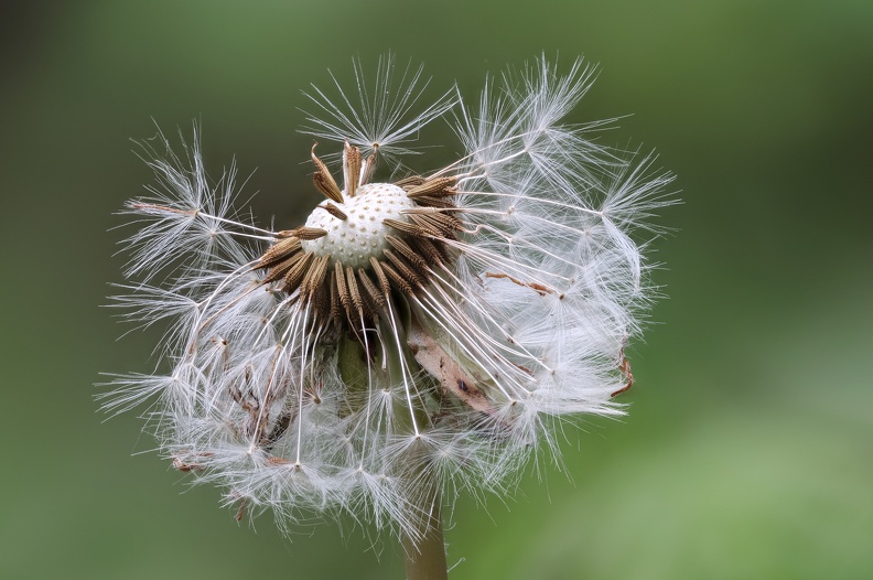 Verblühter Löwenzahn