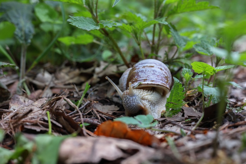 Weinbergschnecke mit Raupe 