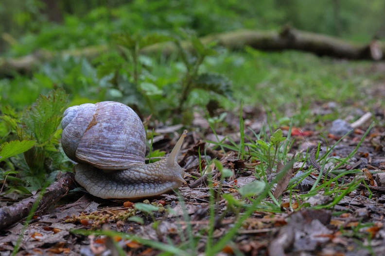 Weinbergschneckeschnecke 