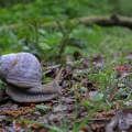 Weinbergschneckeschnecke 