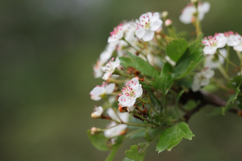 Weißdornblüte