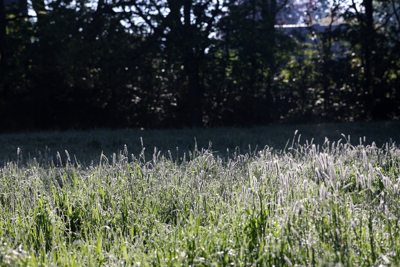 Gras bei Gegenlicht 