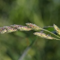 Gras mit Wassertropfen 