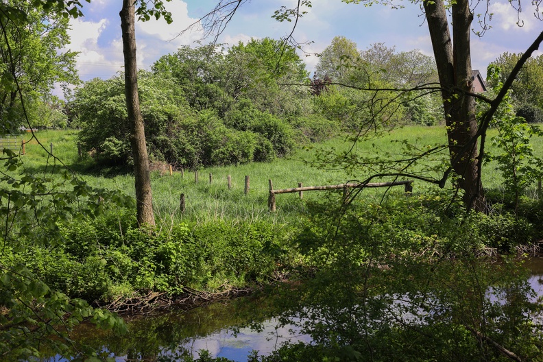 Heckenreihe am Bach