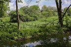 Heckenreihe am Bach