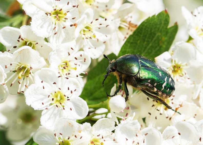 Kupfer - Rosenkäfer 
