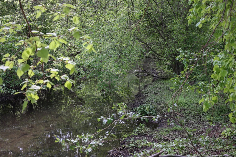 Moersbach im Frühling