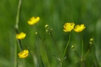 Scharfer Hahnefuß 