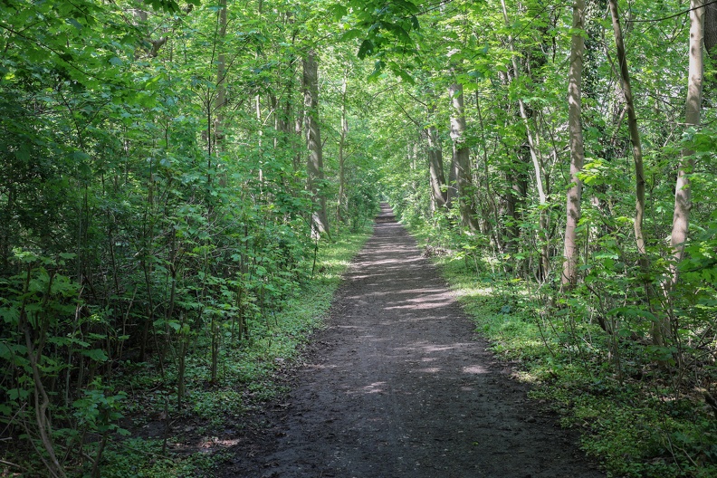 waldweg_utfort_7473.jpg