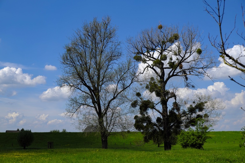 Baum mit und ohne Mistel