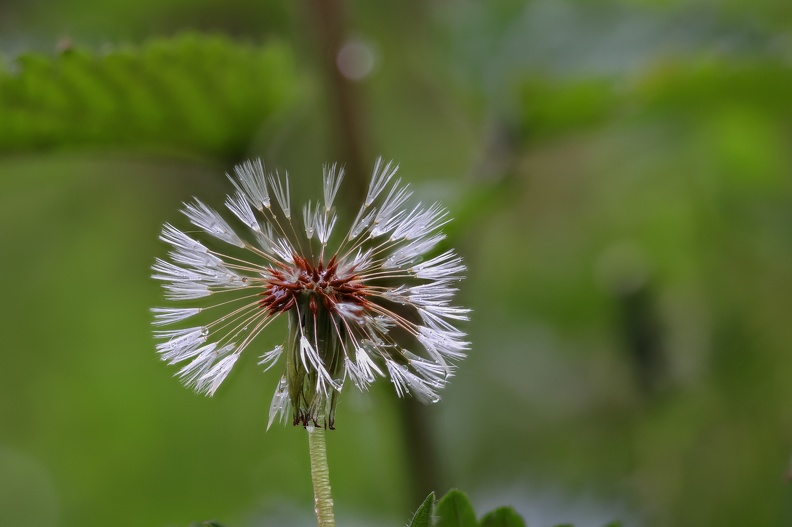 Pusteblume nach dem Regen