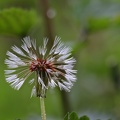 Pusteblume nach dem Regen