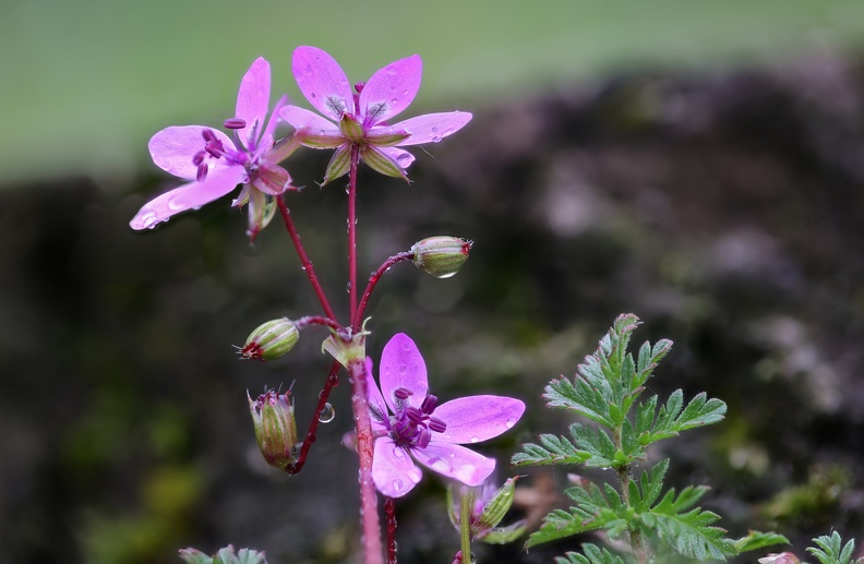 Storchschnabel mit Wassertropfen