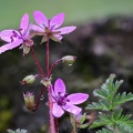 Storchschnabel mit Wassertropfen