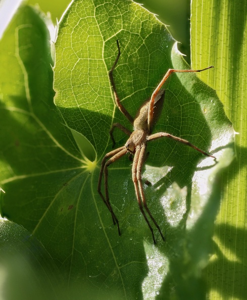 Ein auffälliges Merkmal der Listspinne sind die langen Beine, von denen das vierte das längste ist und der schlanke Hinterleib.Dieses Exemplar wartet auf Beute,die aus Fliegen und Mücken aber auch aus anderen Webspinnen besteht.Die Aufnahme ist im Stadtrandgarten,einem lohnenden Ort für Makrofotografie im Landschaftspark Nord in Meiderich entstanden 2021_05_30_listspinne_3185.jpg