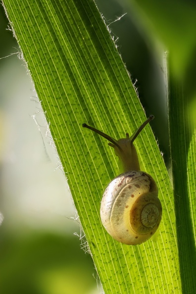 Kartäuserschnecken leben von vermodernden Gräsern,diese ist am frühen Morgen auf dem Weg nach oben 2021_05_30_kartaeuserschnecke_3411.jpg