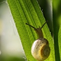 Kartäuserschnecke