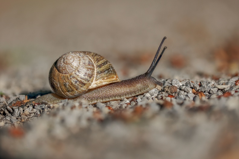 Die Weinbergschnecke mit dunklem Schneckengehäuse ist auf dem Weg getarnt weinbergschnecke_3742.jpg