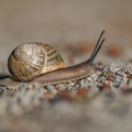 Weinbergschnecke 