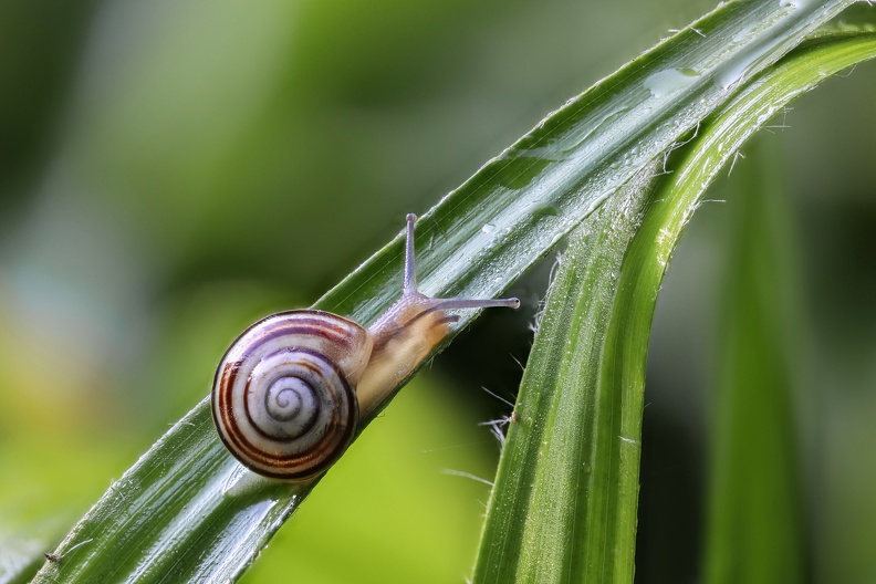 Die dunklen Punkte an den Fühlerenden sind die Augen der Schnecke 2021-05-30_garten_baenderschnecke_2481.jpg