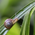 Garten-Bänderschnecke 4