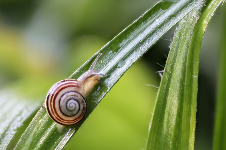Die Garten-Bänderschnecke ist in weiten Teilen von West- und Mitteleuropa verbreitet. Sie ist von März bis Oktober aktiv und ernährt sich nicht von krautigen Pflanzen, sondern vorwiegend von Algen, weshalb sie in Gärten nicht als Schädling auftritt. In den Wintermonaten zieht sie sich in ihr Gehäuse zurück und verschliesst die Öffnung. Sie verbringen diese Zeit in der Kältestarre häufig direkt auf dem Erdboden unter Laub und Gras. garten_baender_schnecke_2416.jpg