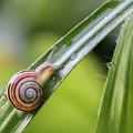 Garten-Bänderschnecke 3