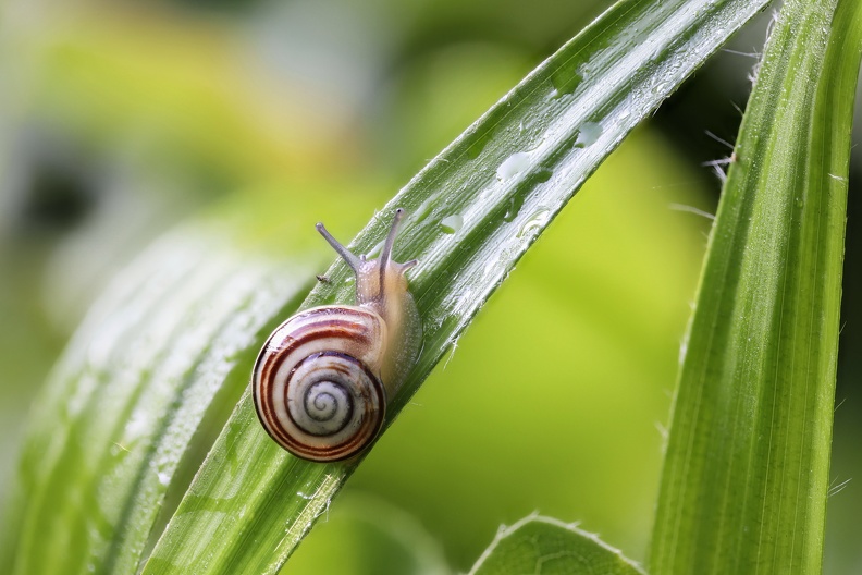 Garten-Bänderschnecke 2