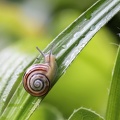 Garten-Bänderschnecke 2