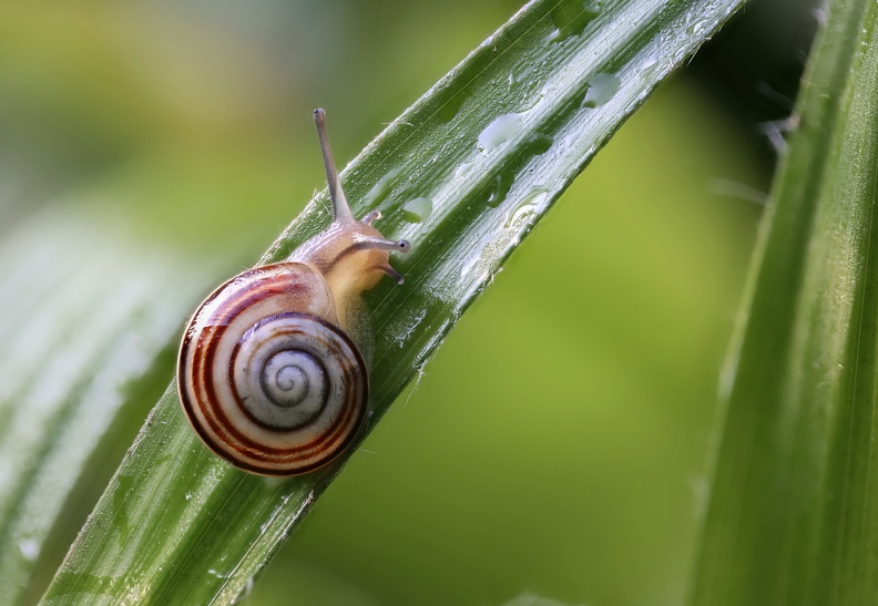 Die Serie aus 4 Bildern der Garten-Bänderschnecke ist im Landschaftsgarten im Landschaftspark Nord als Schärfenreihe auch Fokus Bracketing genannt entstanden.Alle Bilder wurden mit einer speziellen Software verrechnet garten_baenderschnecke_2344.jpg
