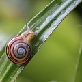 Garten-Bänderschnecke 1