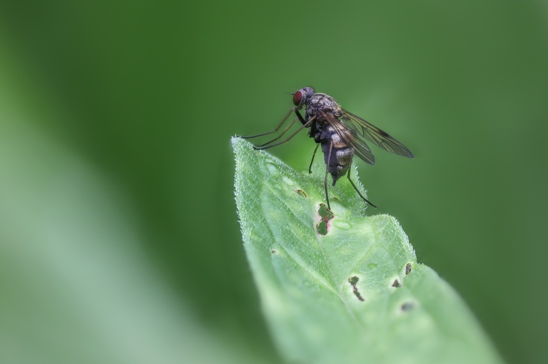 Für einen kurzen Moment sitzt diese Fliege still auf dem Blatt.Gerade genug Zeit für eine Serie als Schärfenreihe.Das fertige Bild mit erhöhter Schärfentiefe ist aus 47 Einzelbildern verrechnet worden 2021-06-06_fliege_lapadu_5025.jpg