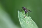 Fliege 