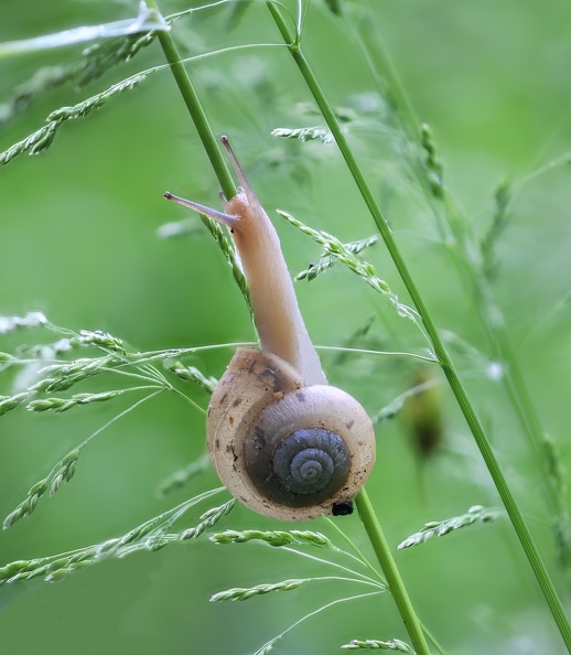 Kartäuserschnecken bevorzugen offene, trockene oder auch feuchte, aber warme Habitate, wie sonnige Heckenraine und Grashänge, Straßenränder, aber auch Gärten, Parks, Weingärten und Ödländer.Diese wurde im Stadtrandgarten im LAPADU fotografiert 2021-06-06_kartaeuserschnecke_gras_lapadu_6238.jpg