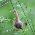 Kartäuserschnecke im Gras