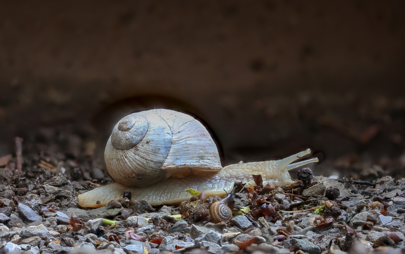 Zwei Schnecken