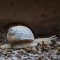 Zwei Schnecken