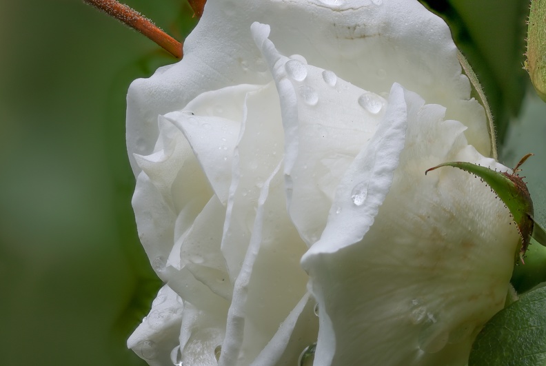 Rose im Regen