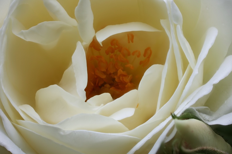 Kulturrosen sind die züchterisch bearbeiteten Formen aus der Gattung der Rosen (Rosa), im Gegensatz zu den Wildrosen. Die Rose gilt im Abendland als die edelste der Blumen. Sie symbolisiert (vor allem in Rot) die Liebe und die Romantik. 2021-06-06_weisse_rose_lapadu_7962.jpg