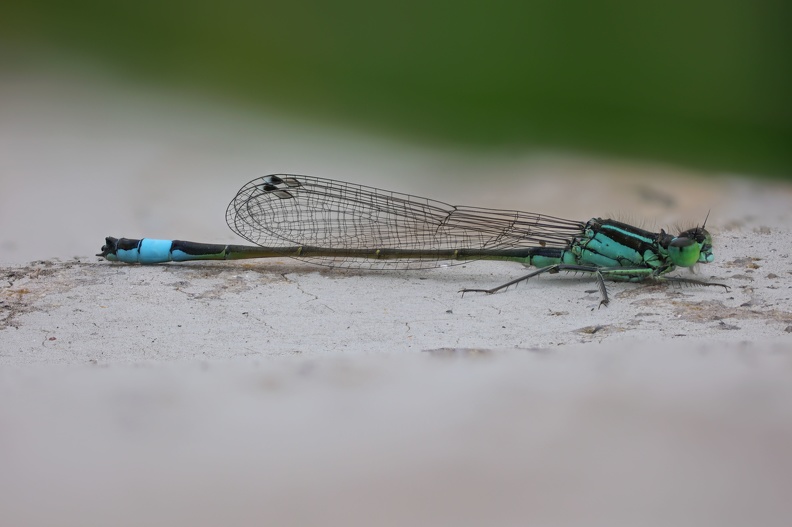 Männchen große Pechlibelle