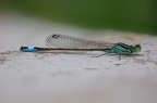 Männchen große Pechlibelle