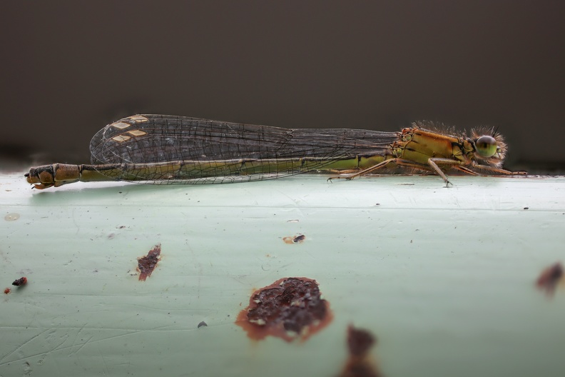 Weibchen der Großen Pechlibelle treten in fünf verschiedenen, genetisch bedingten Farbmorphen auf, zwei davon bei Jungtieren und drei bei geschlechtsreifen Tieren.Diese hier auf dem Geländer der Rundklärbecken im LAPADU gehört wohl zur Altersform forma infuscans-obsoleta 2021-06-06_große_pechlibelle_lapadu_9089.jpg