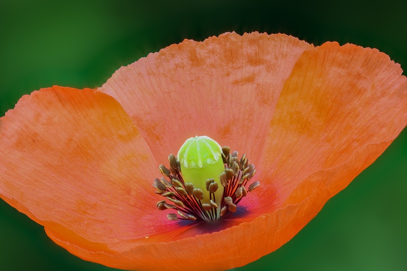 2021_06_11_klatschmohn_lapadu.jpg