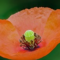 2021_06_11_klatschmohn_lapadu.jpg