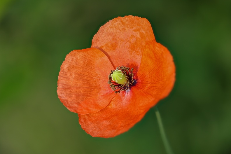 Mohnblüte 2021_06_11_klatschmohnblaetter_lapadu.jpg