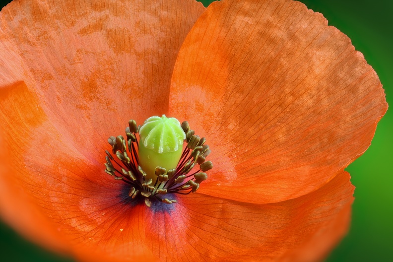 Mohnblüte aufgenommen im Stadtrandgarten im LAPADU 2021_06_11_mohnbluete_lapadu.jpg