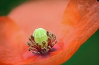 Mohnblüte 1